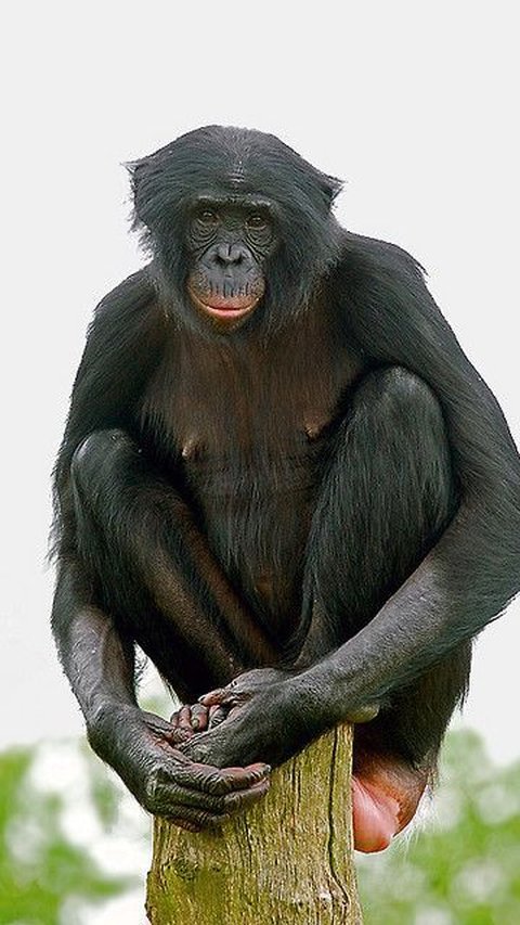 <b>Bonobo</b>