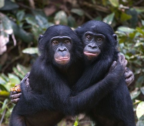 Without Love, These 7 Animals Reproduce Only for Pleasure
