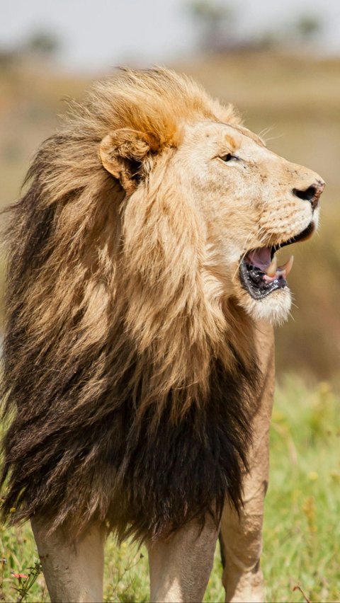 Hewan-hewan berikut ini bereproduksi tanpa rasa cinta.