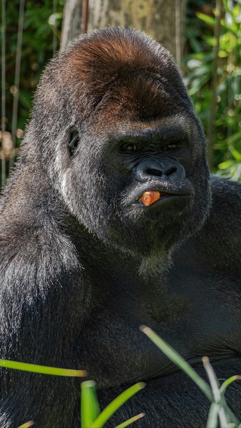 <b>Gorilla</b>