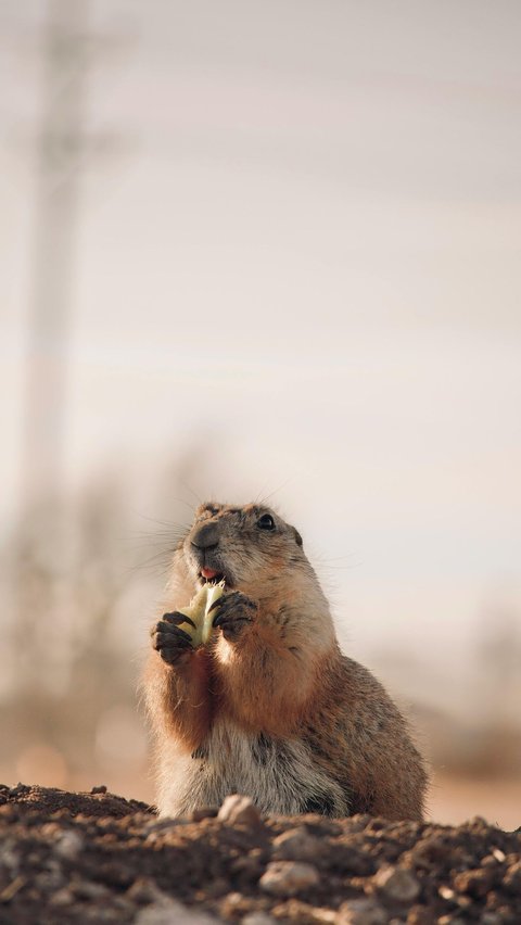 Hewan-hewan berikut ini bereproduksi tanpa rasa cinta.