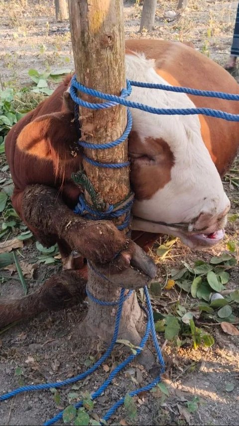 Viral Sapi Kurban di Salah Satu Masjid di Gunungkidul Mati karena Terjerat Tali, Begini Akhirnya