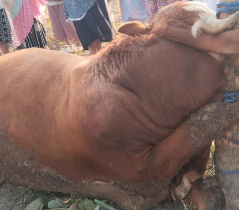 Viral Sapi Kurban di Salah Satu Masjid di Gunungkidul Mati karena Terjerat Tali, Begini Akhirnya