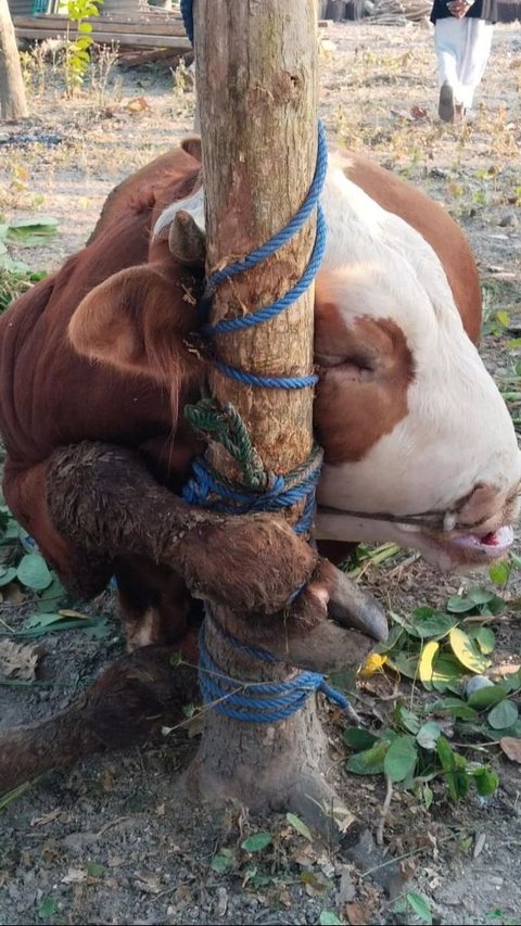 Viral Sapi Kurban di Salah Satu Masjid di Gunungkidul Mati karena Terjerat Tali, Begini Akhirnya