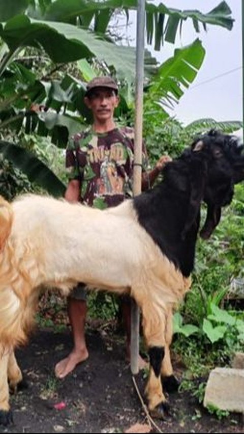 Program Pemberdayaan Usaha BRI: Peternak Kambing Ini Banjir Pembeli dari Berbagai Daerah