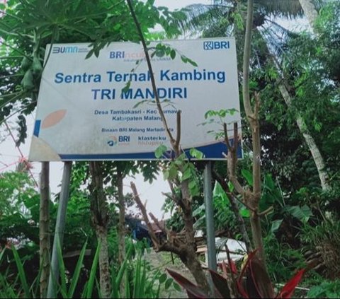 Program Pemberdayaan Usaha BRI: Peternak Kambing Ini Banjir Pembeli dari Berbagai Daerah