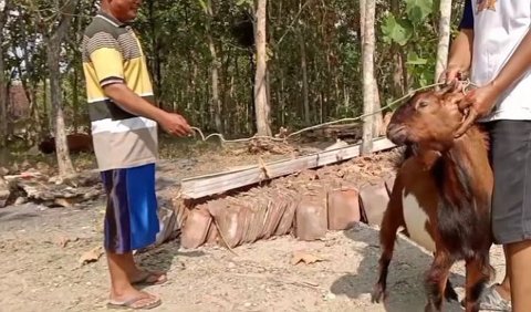 Donatur Kambing