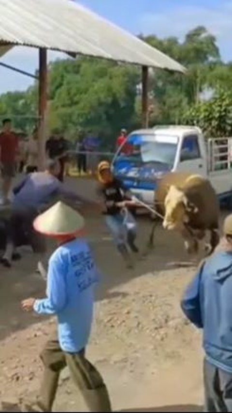 Momen Sapi Ngamuk saat Mau Dikurban, Banyak Motor Diseruduk Hingga Warga Dikejar Sampai Lari Terbirit-birit