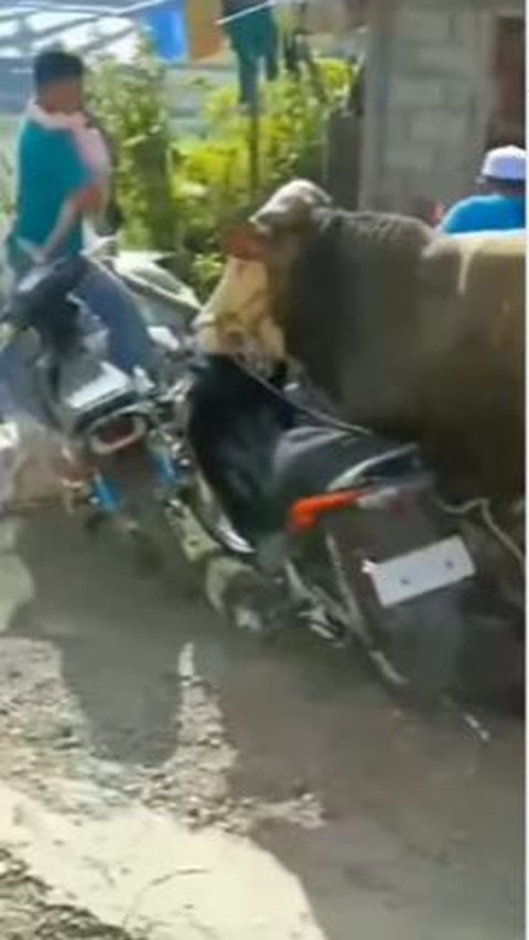 Momen Sapi Ngamuk saat Mau Dikurban, Banyak Motor Diseruduk Hingga Warga Dikejar Sampai Lari Terbirit-birit