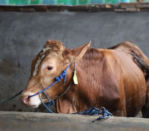 Tidak Menyembelih Sapi, Begini Cara Masjid Menara Kudus Jaga Toleransi Umat Hindu saat Hari Raya Iduladha