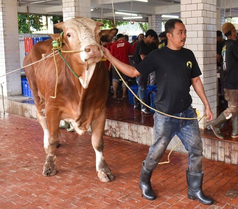 Pelaksanaan pemotongan hewan kurban di Rumah Potong Hewan (RPH) Masjid Istiqlal berlangsung dengan lancar pada hari kedua libur Hari Raya Iduladha 1445 H. Foto: Liputan6.com / Herman Zakharia<br>