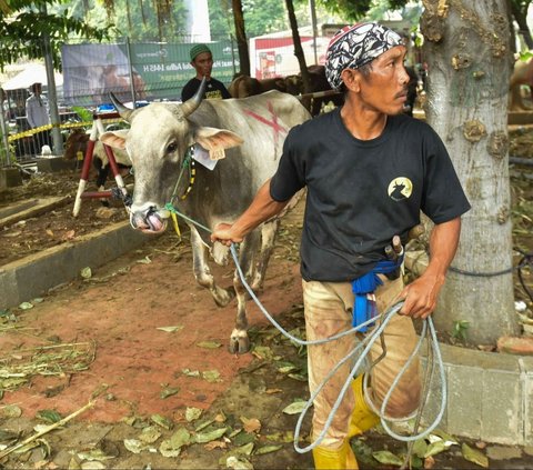 Di antara hewan kurban yang disembelih, terdapat sapi milik beberapa tokoh penting di Indonesia. Foto: Liputan6.com / Herman Zakharia<br>