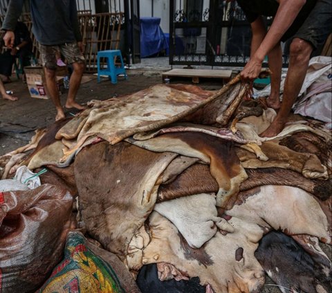 Para pengepul di Tanah Abang terlihat sibuk mengumpulkan kulit hewan kurban. Mereka menawarkan harga untuk kulit sapi dan kambing yang mereka kumpulkan. Foto: Liputan6.com / Angga Yuniar<br>