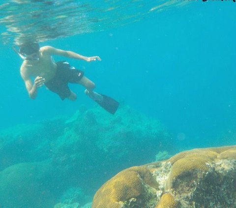 Menilik Keindahan Bawah Laut Indramayu, Punya Surga Tersembunyi yang Wajib Dikunjungi