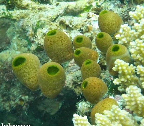 Menilik Keindahan Bawah Laut Indramayu, Punya Surga Tersembunyi yang Wajib Dikunjungi