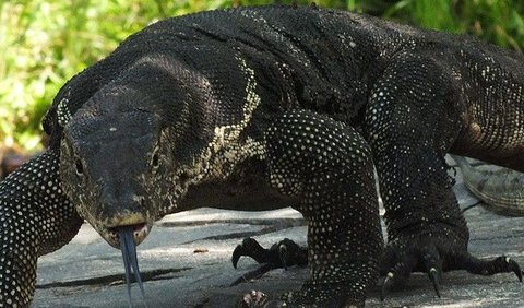 Melihat Banyak Biawak