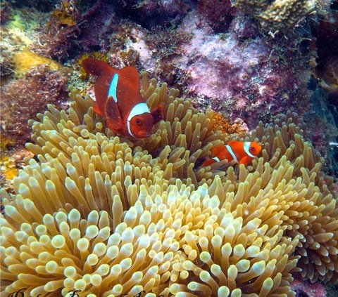 Menilik Keindahan Bawah Laut Indramayu, Punya Surga Tersembunyi yang Wajib Dikunjungi