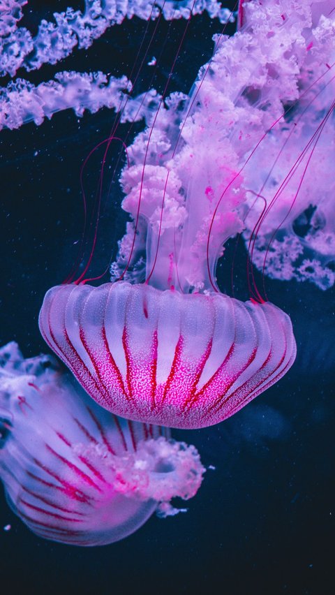 3. Jellyfish