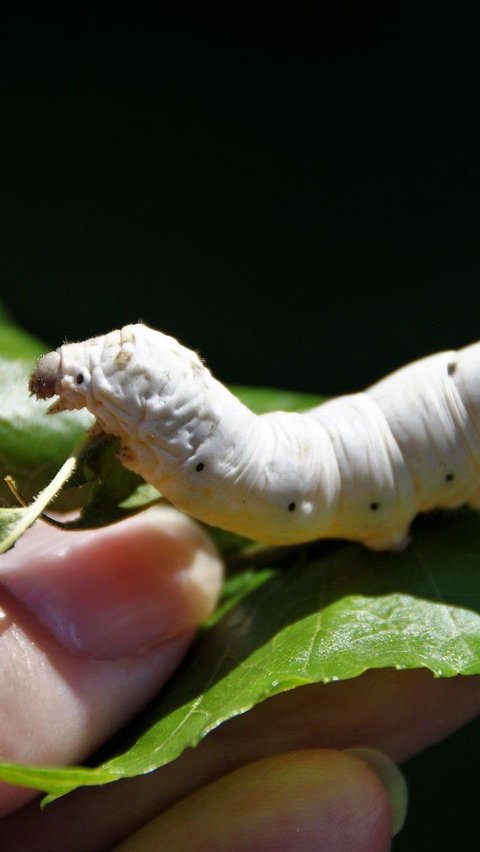 9. Silkworm