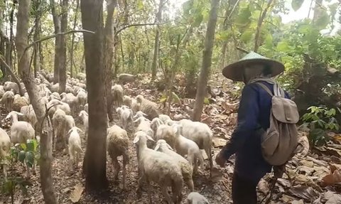 Bikin Melongo, Anggota TNI Ini Sukses Ternak Domba Sampai 300 Ekor