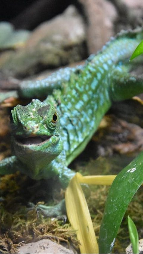 8. Kadal Whiptail<br>