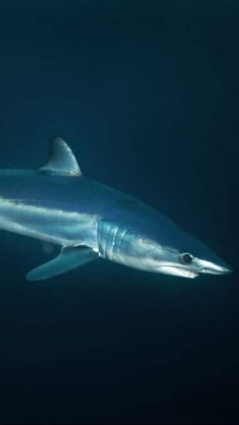 Hiu adalah hewan laut yang memiliki ukuran cukup besar. Yuk simak 10 hiu terbesar di dunia berikut ini!