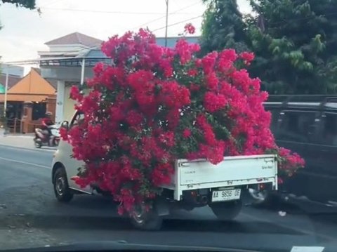 Lihat Pohon Bunga Cantik di Pinggir Jalan, Emak-emak Ini Cabut dan Bawa Pulang ke Rumah