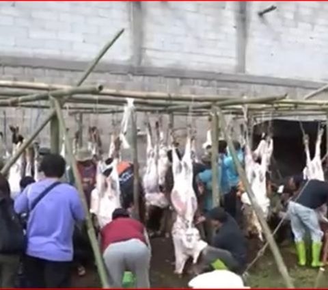 Kisah Para Petani di Banjarnegara Menabung Rp10.000 Per Hari Demi Kurban Massal, Terkumpul 74 Sapi dan 293 Kambing