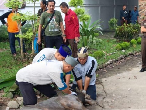 Potret Pemotongan Hewan Kurban Kejaksaan di Berbagai Daerah