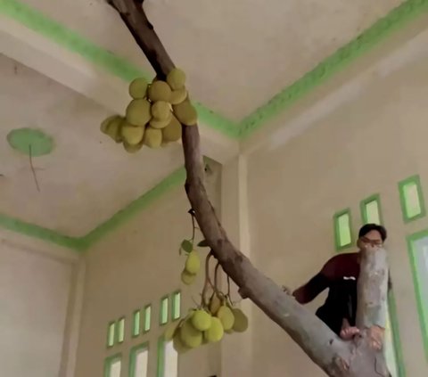 Viral The Real Tree House, Jackfruit Complete with Fruit Growing in the Living Room Until the Second Floor Ceiling