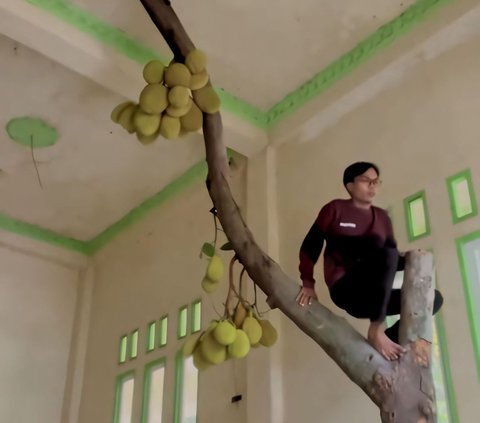 Viral The Real Tree House, Jackfruit Complete with Fruit Growing in the Living Room Until the Second Floor Ceiling