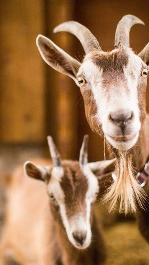 Cara Sederhana Agar Tetap Bisa Berkurban, Meski Keuangan Cekak<br>