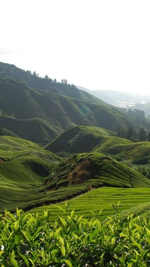 10 Fakta Pulau Jawa yang Menarik Diketahui, Ini Selengkapnya<br>