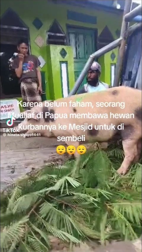 Viral Mualaf di Papua Bawa Babi ke Masjid untuk Kurban, Niat Baiknya Tuai Pujian