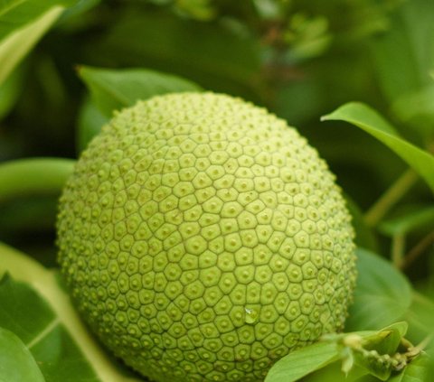 buah sukun