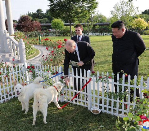Pemimpin Korea Utara Kim Jong-un menghadiahkan sepasang anjing Pungsan kepada Presiden Rusia Vladimir Putin dalam pertemuan mereka, sebagaimana dilaporkan kantor berita KCNA, pada Kamis (20/6/2024). Pemberian anjing pemburu ras lokal Korea tersebut menjadi tanda persahabatan Korea Utara dan Rusia.