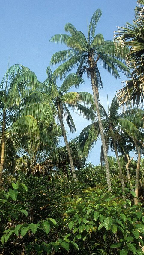 <b>Mengenal Pohon Nibung, Tumbuhan Palma Sejuta Manfaat yang Tumbuh Subur di Bangka Belitung</b>