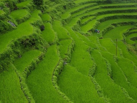 Menilik Kehidupan Petani Blitar pada Masa Jawa Kuno, Pajak Sawah Naik karena Korupsi Dinas Agraria