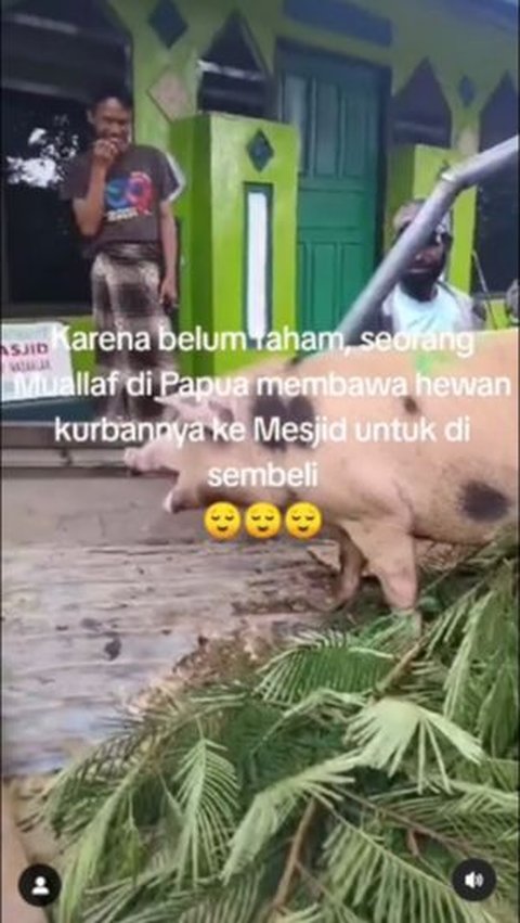 Baru Masuk Islam, Seorang Mualaf di Papua Bawa Babi ke Masjid untuk Dijadikan Hewan Kurban