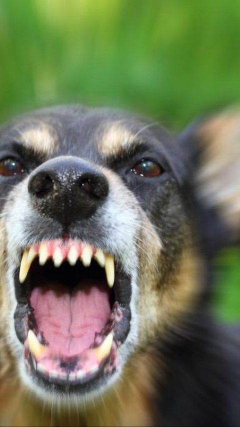 Pemerintah Targetkan NTT Bebas Rabies pada Desember 2024