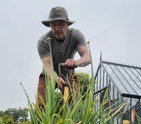 Real Vegetable Farmer, Handsome Face of David Beckham When Harvesting Onion Leaves Makes Me Focus