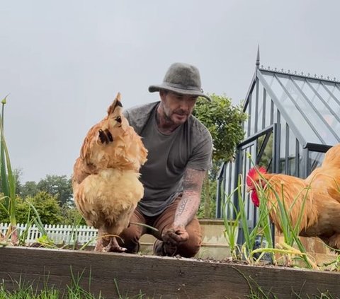 Real Vegetable Farmer, Handsome Face of David Beckham When Harvesting Onion Leaves Makes Me Focus