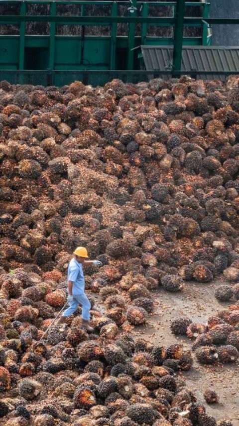 PalmCo Jadi Perkebunan Sawit Terluas di Dunia, Kelola 586.843 Hektare Lahan