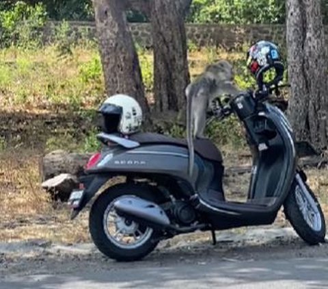 Hanya Bisa Pasrah, Seorang Wanita Cuma Bisa Lihat saat Honda Scoopy Miliknya Dirusak Seekor Monyet