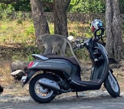 Wanita Ini Hanya Bisa Pasrah Saat Honda Scoopy nya Dirusak Oleh Monyet