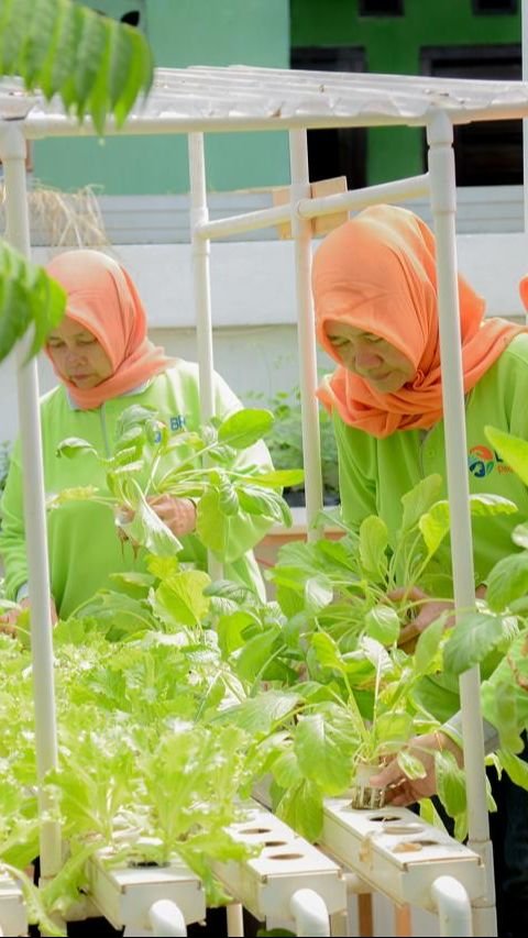 Didukung BRINita, Kelompok Tani Ini Sulap Lahan Terbengkalai Jadi Produktif