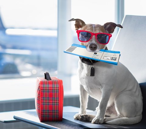 There is a Special Dog Flight, Tickets Start from Rp98 Million