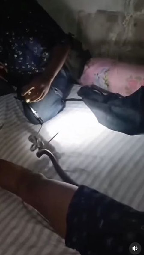 Detik-Detik Menegangkan Petugas Evakuasi Ular Kobra Masuk Celana Pria yang Sedang Tidur, Bikin Deg-degan!