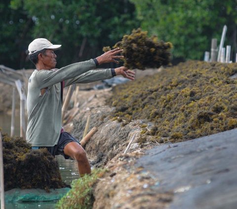 Potensi Pasar Olahan Rumput Laut Tembus Rp193 Triliun, Kemenperin: Industri Harus Lebih Adaptif