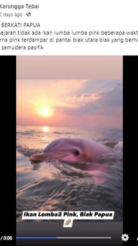 Viral Foto Lumba-Lumba Pink Terdampar di Pantai Biak Papua, Cek Faktanya